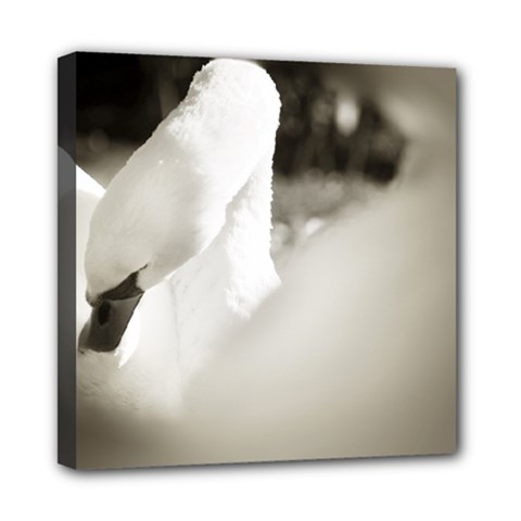 Swan 8  X 8  Framed Canvas Print by artposters