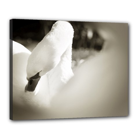 Swan 16  X 20  Framed Canvas Print by artposters