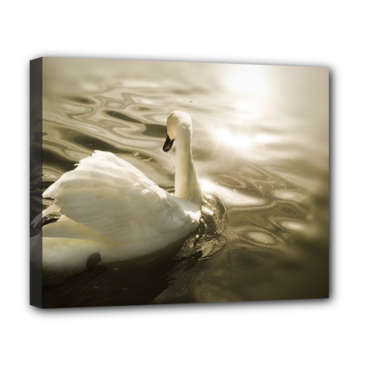 swan Deluxe Canvas 20  x 16  (Stretched)