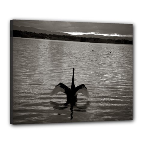 Swan, Canberra 16  X 20  Framed Canvas Print