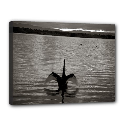 Swan, Canberra 12  X 16  Framed Canvas Print