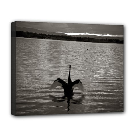 Swan, Canberra Deluxe Canvas 20  X 16  (stretched) by artposters