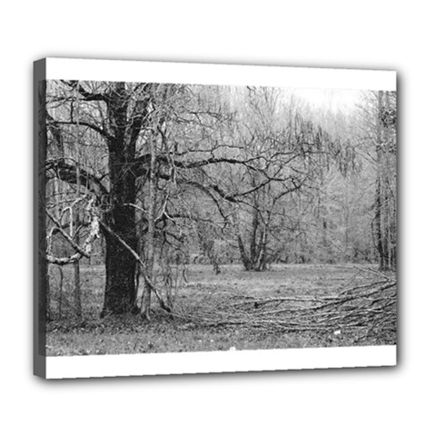 Black And White Forest Deluxe Canvas 24  X 20  (stretched)