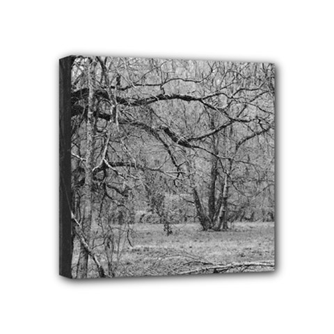 Black And White Forest 4  X 4  Framed Canvas Print by Elanga