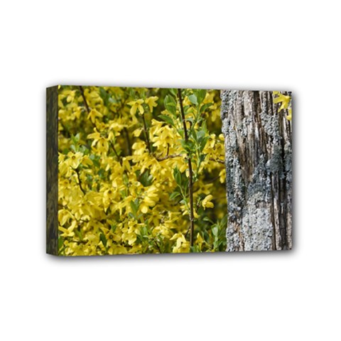 Yellow Bells 4  X 6  Framed Canvas Print by Elanga