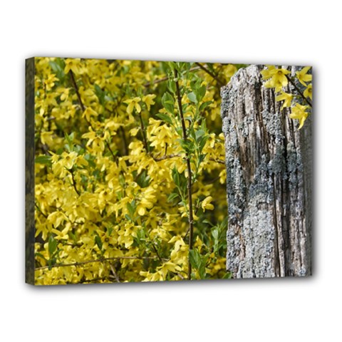 Yellow Bells 12  X 16  Framed Canvas Print by Elanga