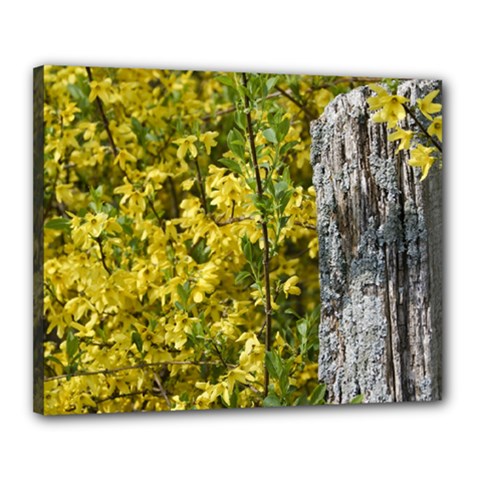 Yellow Bells 16  X 20  Framed Canvas Print by Elanga