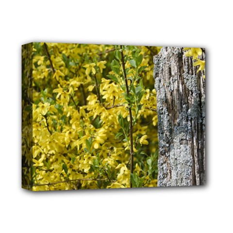 Yellow Bells Deluxe Canvas 14  X 11  (stretched) by Elanga