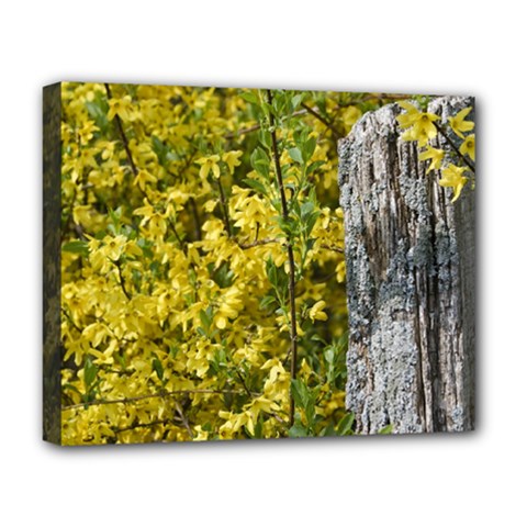 Yellow Bells Deluxe Canvas 20  X 16  (stretched) by Elanga