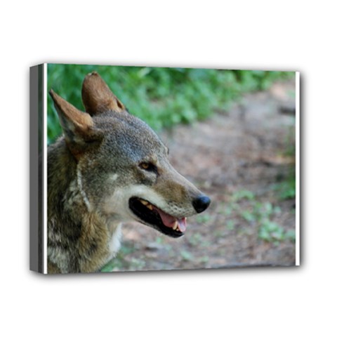 Red Wolf Deluxe Canvas 16  X 12  (framed)  by AnimalLover