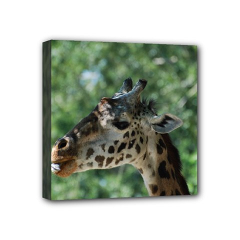 Cute Giraffe Mini Canvas 4  X 4  (framed) by AnimalLover