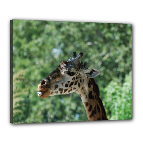 Cute Giraffe Canvas 20  X 16  (framed) by AnimalLover