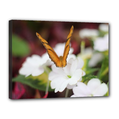 Butterfly 159 Canvas 16  X 12  (framed) by pictureperfectphotography