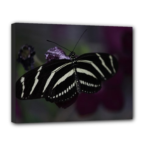 Butterfly 059 001 Canvas 14  X 11  (framed)