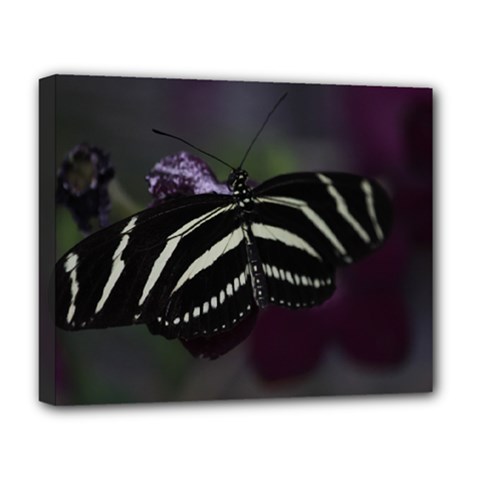 Butterfly 059 001 Deluxe Canvas 20  X 16  (framed) by pictureperfectphotography