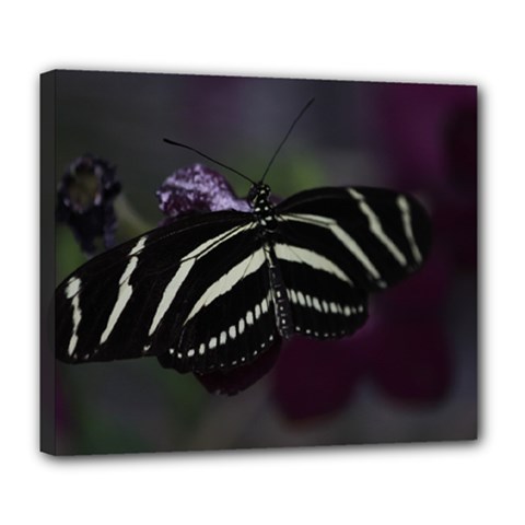 Butterfly 059 001 Deluxe Canvas 24  X 20  (framed) by pictureperfectphotography