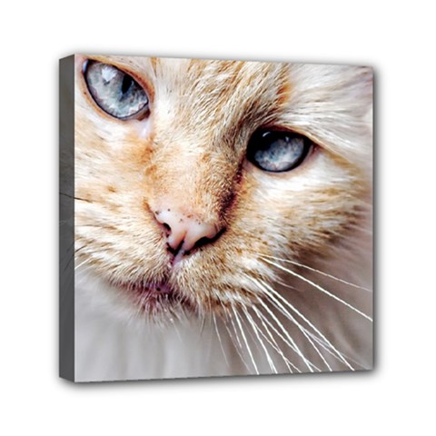 Blue Eyes Mini Canvas 6  X 6  (framed) by dray6389