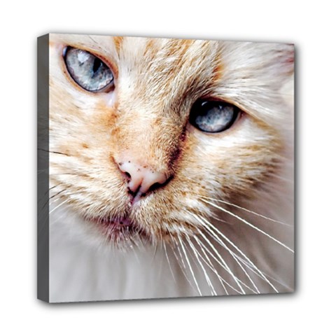 Blue Eyes Mini Canvas 8  X 8  (framed) by dray6389