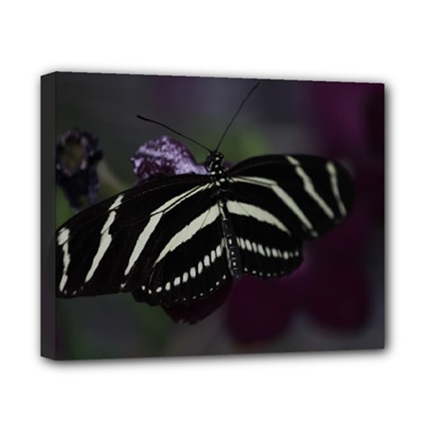 Butterfly 059 001 Canvas 10  X 8  (framed) by pictureperfectphotography