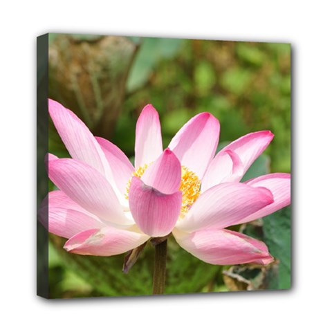 A Pink Lotus Mini Canvas 8  X 8  (framed)