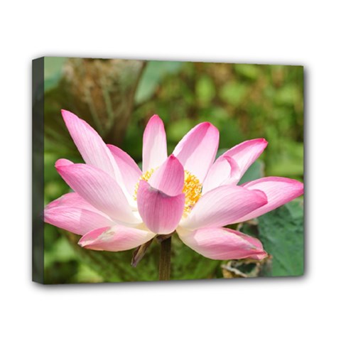 A Pink Lotus Canvas 10  X 8  (framed)