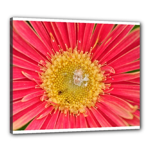 A Red Flower Canvas 24  X 20  (framed) by natureinmalaysia