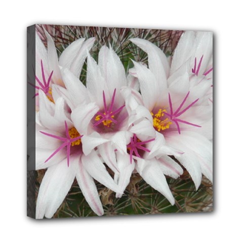 Bloom Cactus  Mini Canvas 8  X 8  (framed) by ADIStyle