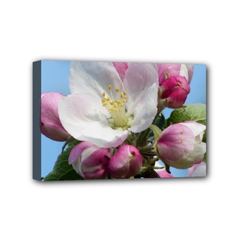 Apple Blossom  Mini Canvas 6  X 4  (framed) by ADIStyle