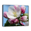 Apple Blossom  Canvas 14  x 11  (Framed) View1