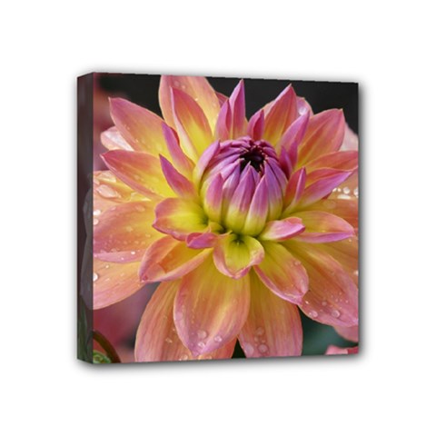 Dahlia Garden  Mini Canvas 4  X 4  (framed) by ADIStyle