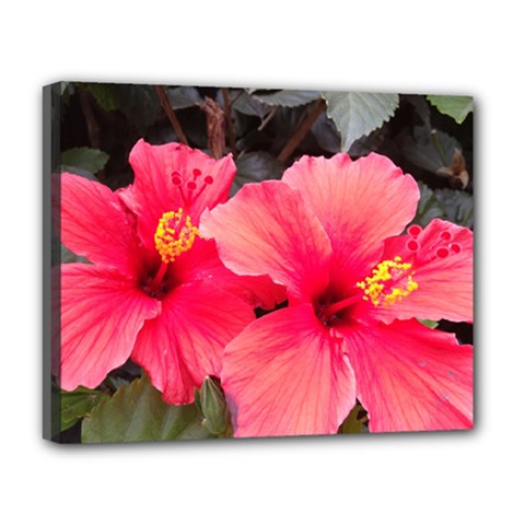 Red Hibiscus Deluxe Canvas 20  X 16  (framed)