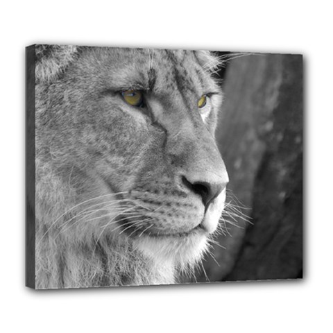 Lion 1 Deluxe Canvas 24  X 20  (framed) by smokeart