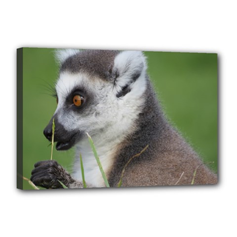 Ring Tailed Lemur  2 Canvas 18  X 12  (framed) by smokeart