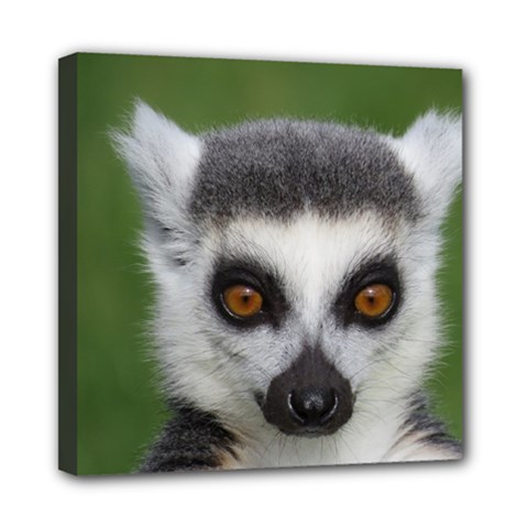 Ring Tailed Lemur Mini Canvas 8  X 8  (framed) by smokeart