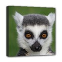 Ring Tailed Lemur Mini Canvas 8  x 8  (Framed) View1