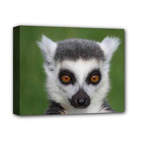 Ring Tailed Lemur Deluxe Canvas 14  X 11  (framed) by smokeart