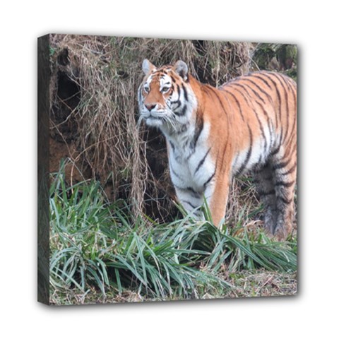 Tiger Mini Canvas 8  X 8  (framed) by smokeart