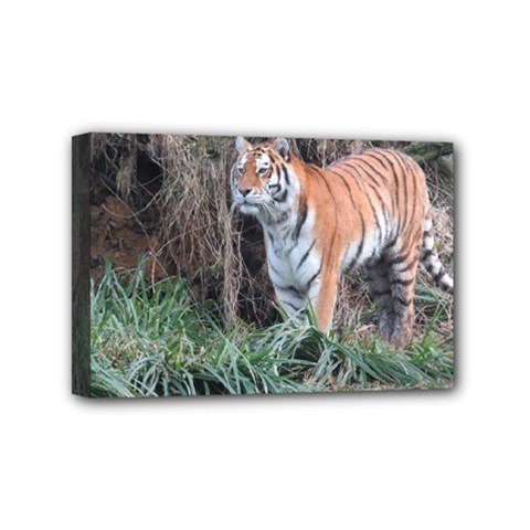 Tiger Mini Canvas 6  X 4  (framed) by smokeart