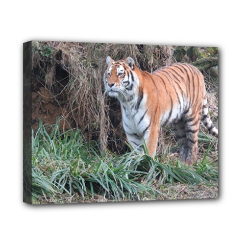 Tiger Canvas 10  X 8  (framed) by smokeart