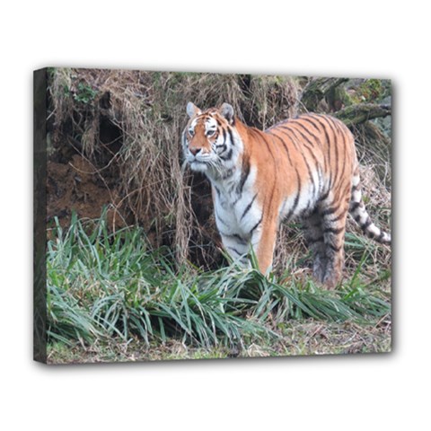 Tiger Canvas 14  X 11  (framed) by smokeart