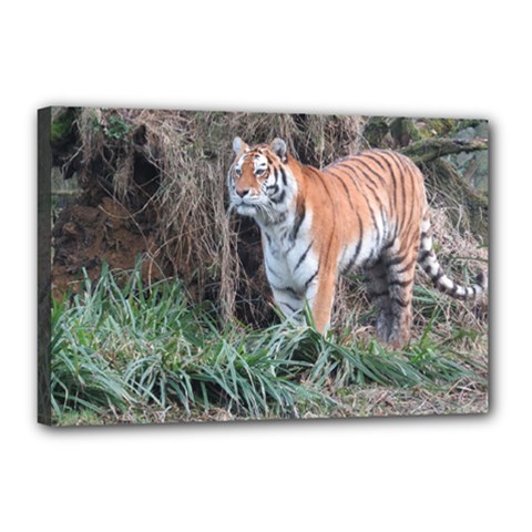 Tiger Canvas 18  X 12  (framed) by smokeart