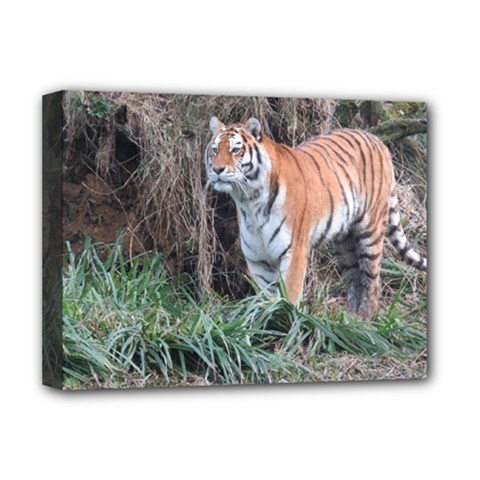 Tiger Deluxe Canvas 16  X 12  (framed) 