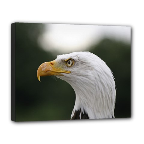 Bald Eagle (1) Canvas 14  X 11  (framed) by smokeart