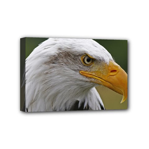 Bald Eagle (2) Mini Canvas 6  X 4  (framed) by smokeart