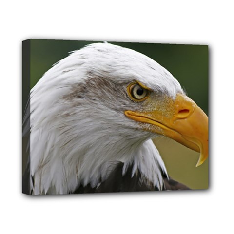 Bald Eagle (2) Canvas 10  X 8  (framed) by smokeart