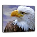 Bald Eagle Canvas 20  x 16  (Framed) View1