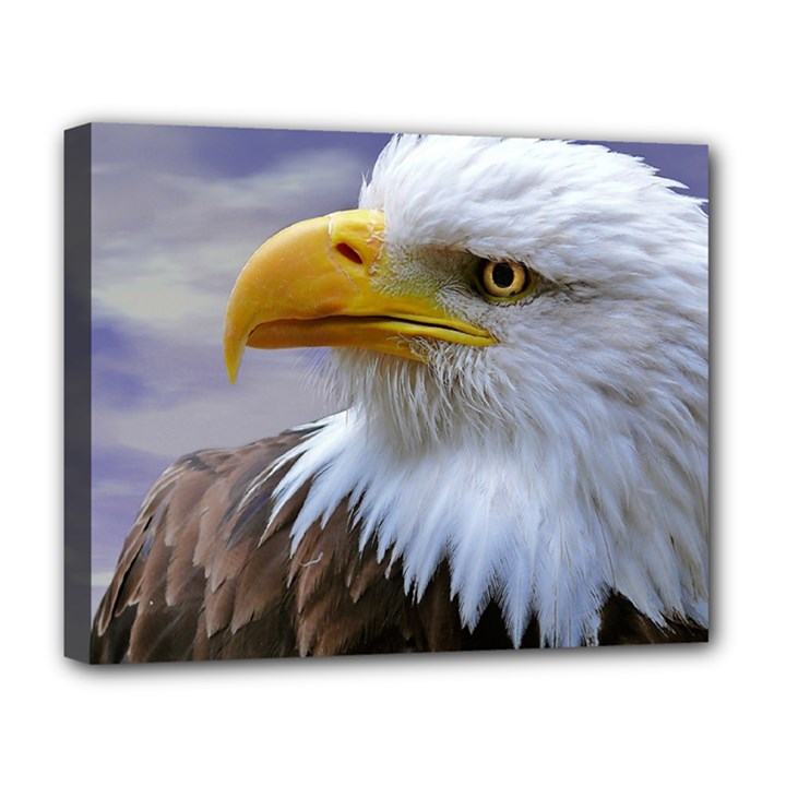 Bald Eagle Deluxe Canvas 20  x 16  (Framed)