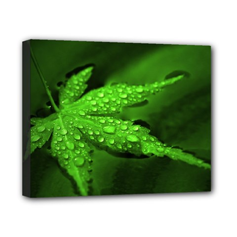 Leaf With Drops Canvas 10  X 8  (framed)