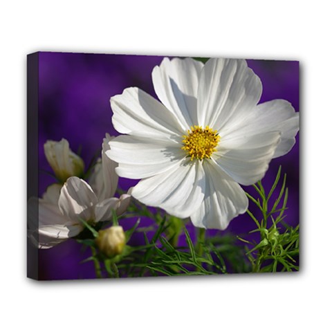 Cosmea   Deluxe Canvas 20  X 16  (framed)