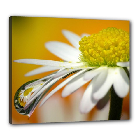 Daisy With Drops Canvas 24  X 20  (framed)